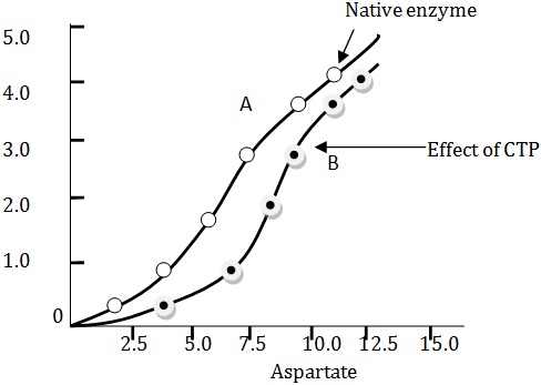 behaviour of enzyme aspartate transcarbamylase in the presence of negative modifier CTP